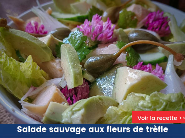 Salade sauvage aux fleurs de trèfle